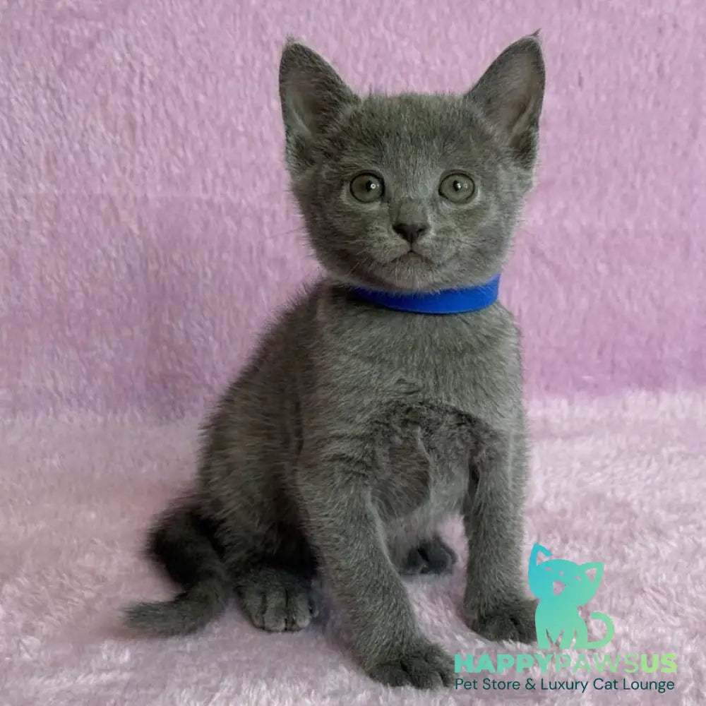 Leona Russian Blue female blue - live animals
