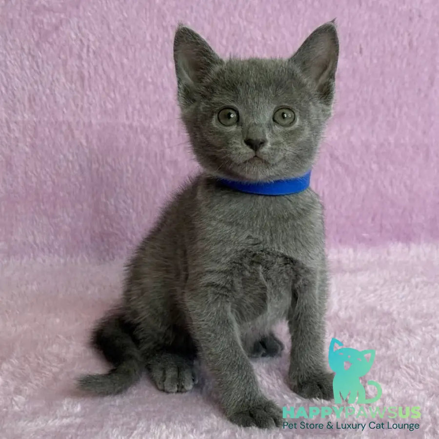 Leona Russian Blue female blue - live animals