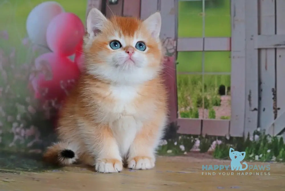 Leonard British Shorthair male black golden chinchilla live animals