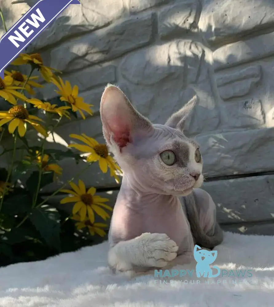 Leonardo Devon Rex male black bicolour live animals