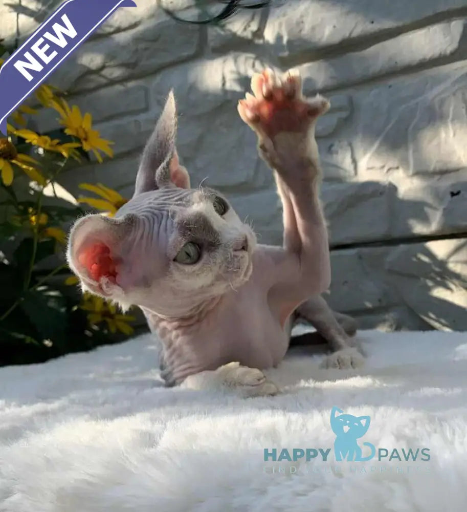 Leonardo Devon Rex male black bicolour live animals