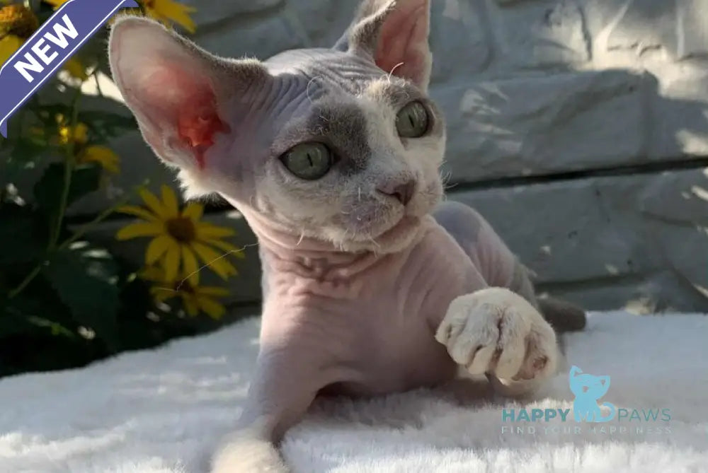 Leonardo Devon Rex male black bicolour live animals