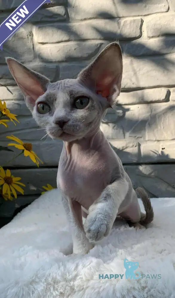 Leonardo Devon Rex male black bicolour live animals