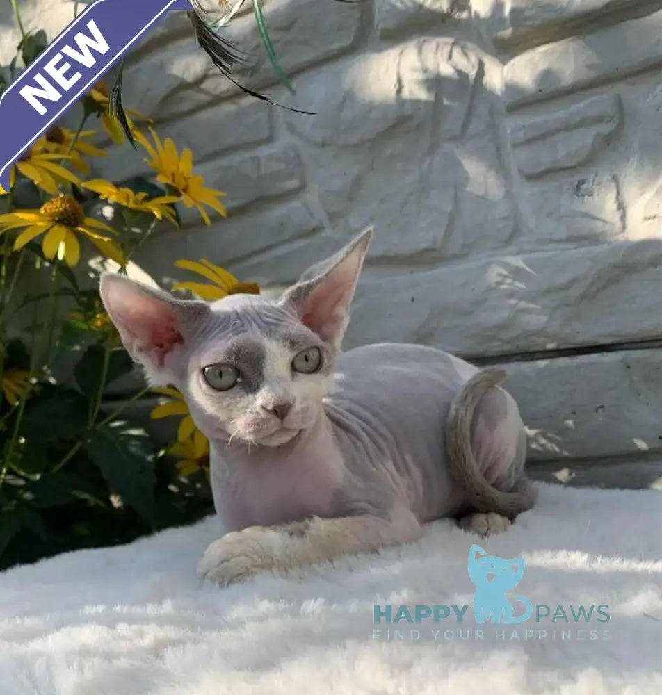 Leonardo Devon Rex male black bicolour live animals