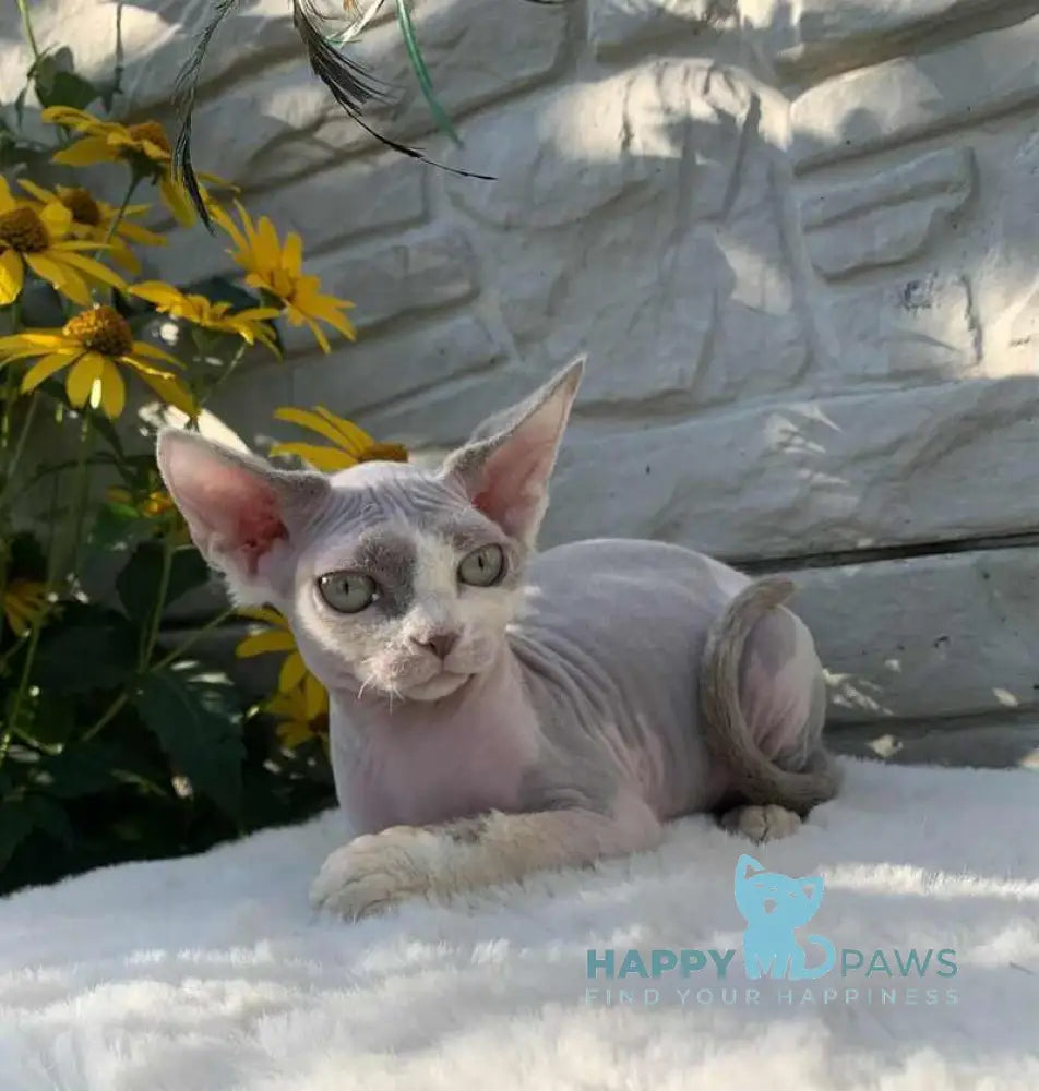 Leonardo Devon Rex male black bicolour live animals
