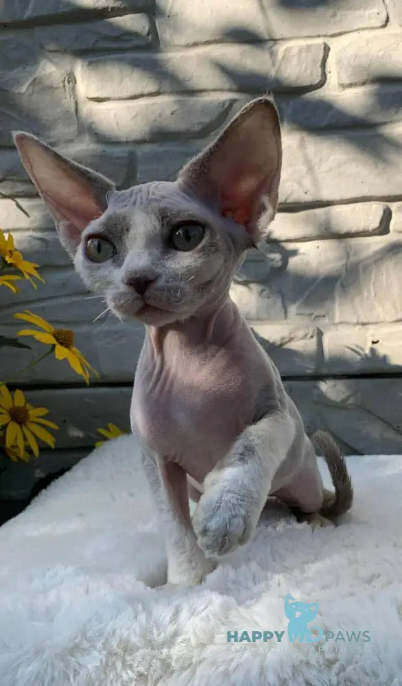 Leonardo Devon Rex male black bicolour live animals