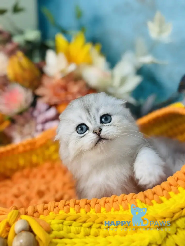 Leonardo Scottish Fold male black silver shaded live animals
