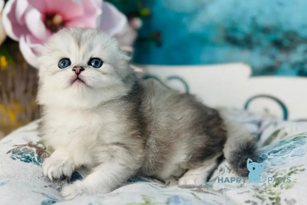 Leonardo Scottish Fold male black silver shaded live animals