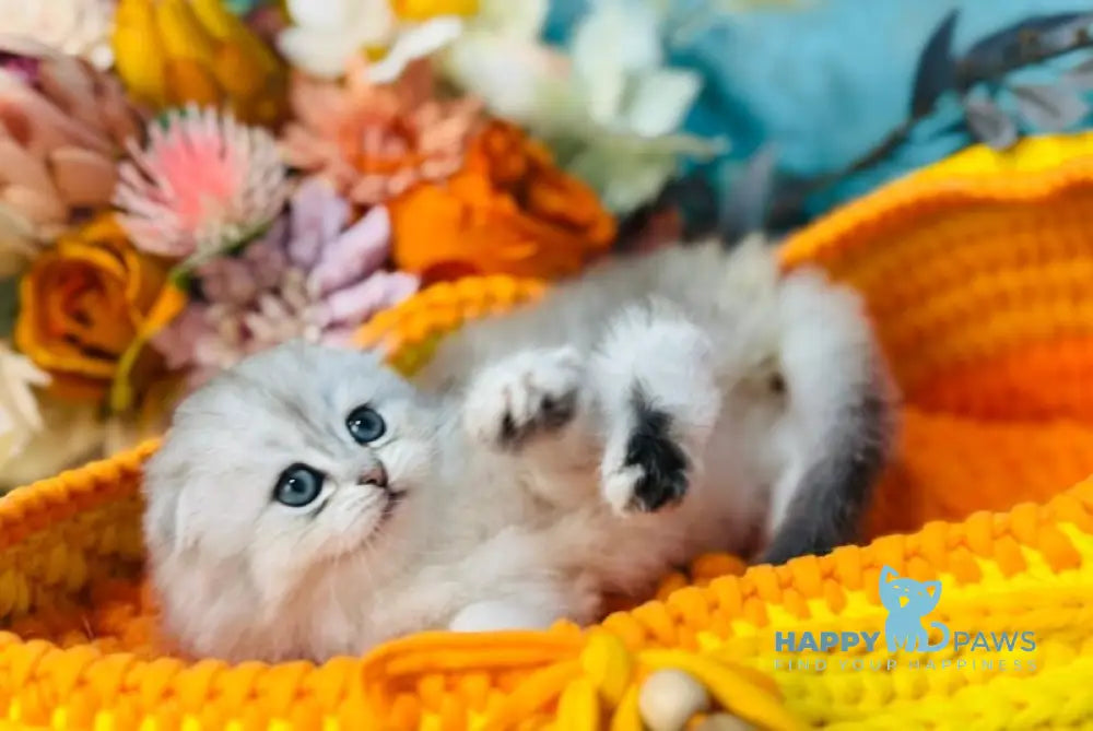 Leonardo Scottish Fold male black silver shaded live animals