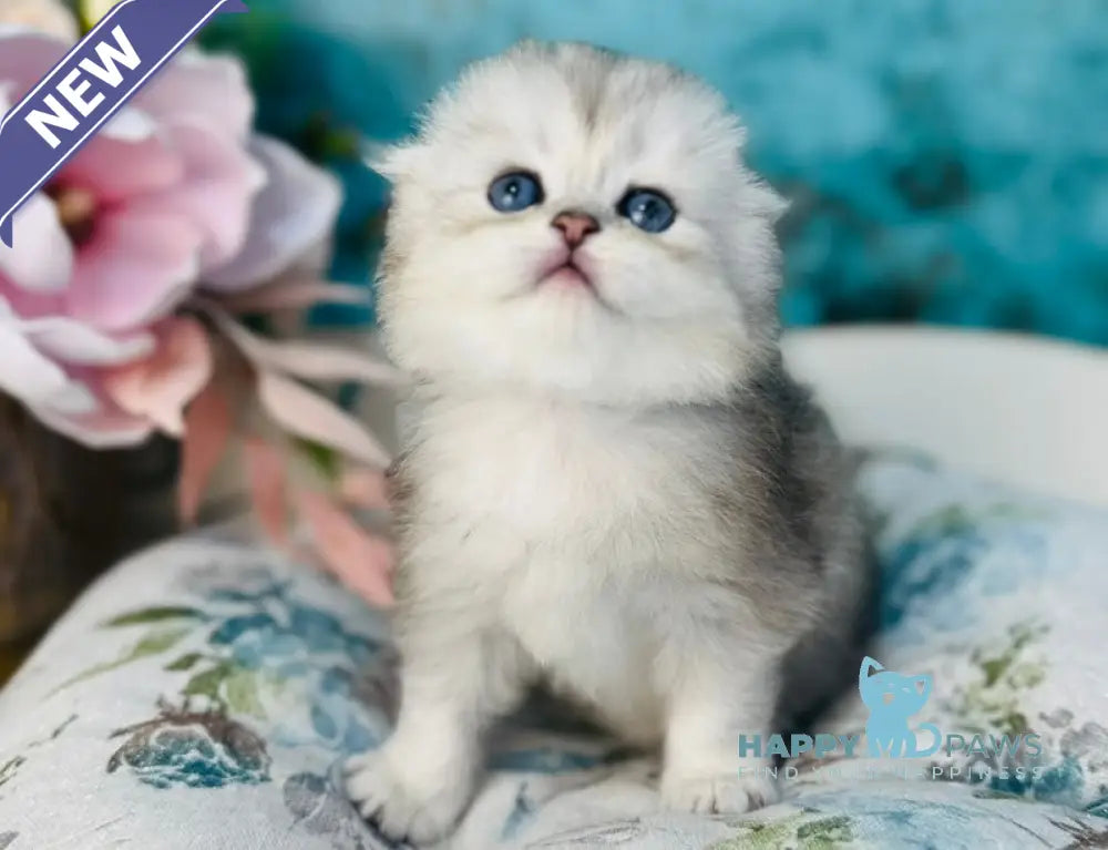 Leonardo Scottish Fold male black silver shaded live animals
