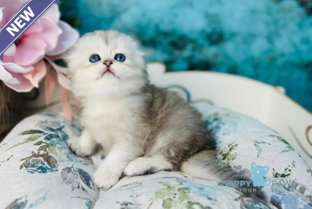 Leonardo Scottish Fold male black silver shaded live animals