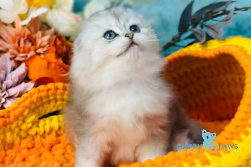 Leonardo Scottish Fold male black silver shaded live animals