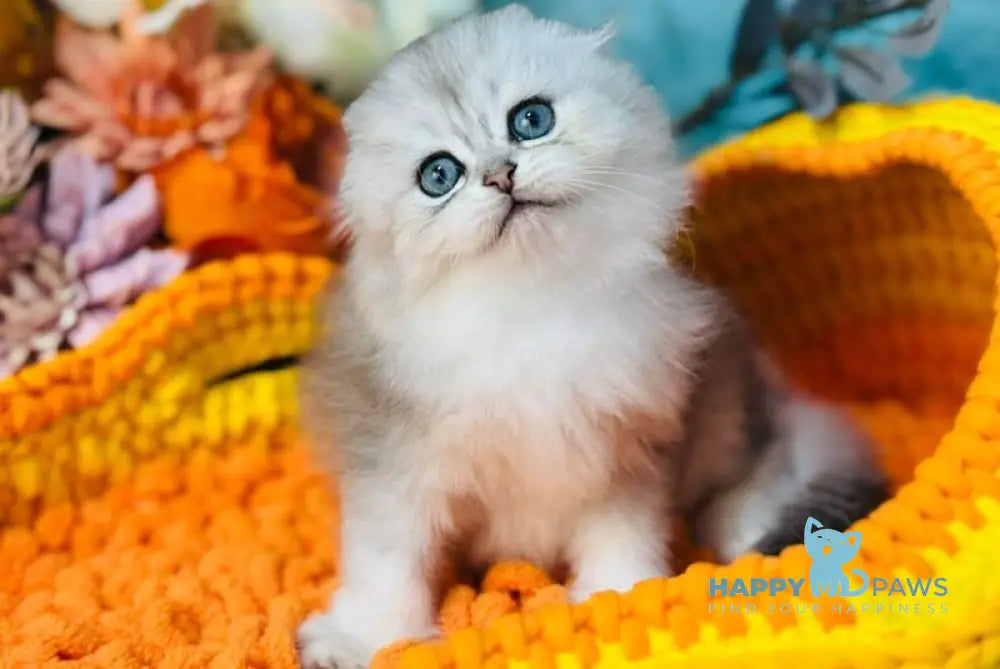 Leonardo Scottish Fold male black silver shaded live animals