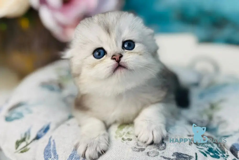 Leonardo Scottish Fold male black silver shaded live animals