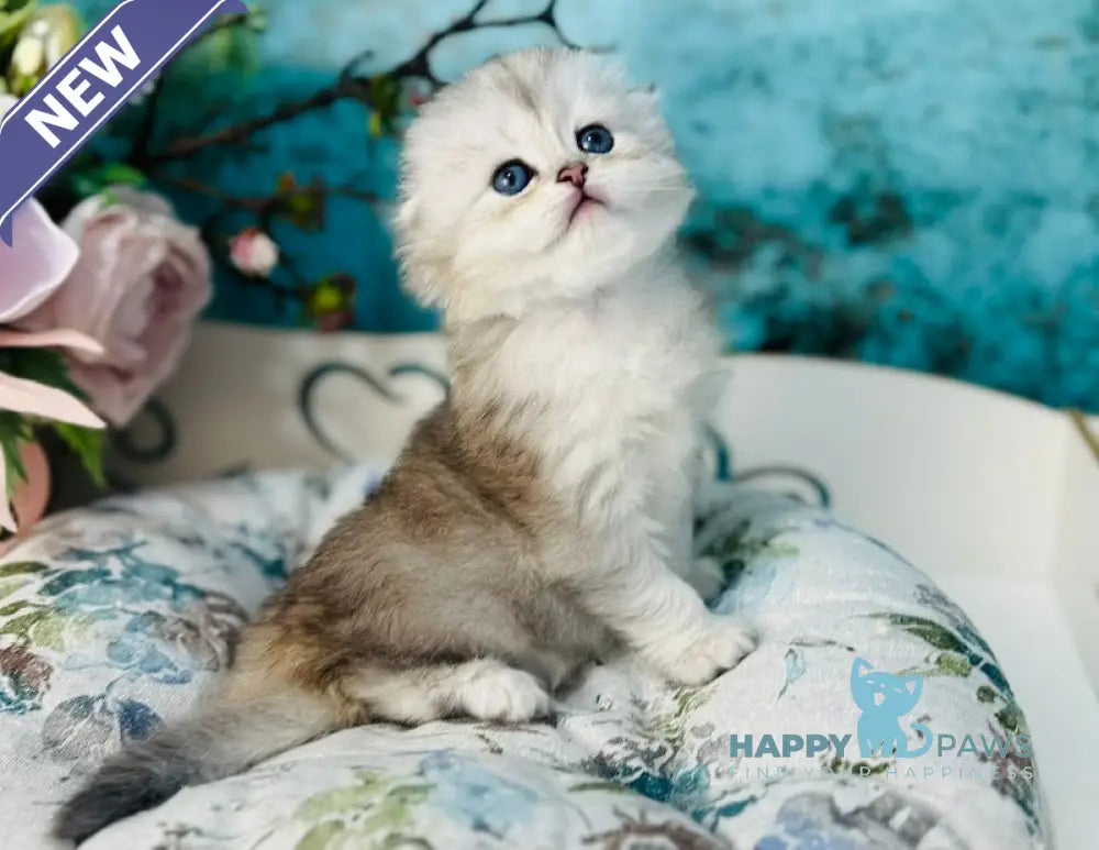 Leonardo Scottish Fold male black silver shaded live animals