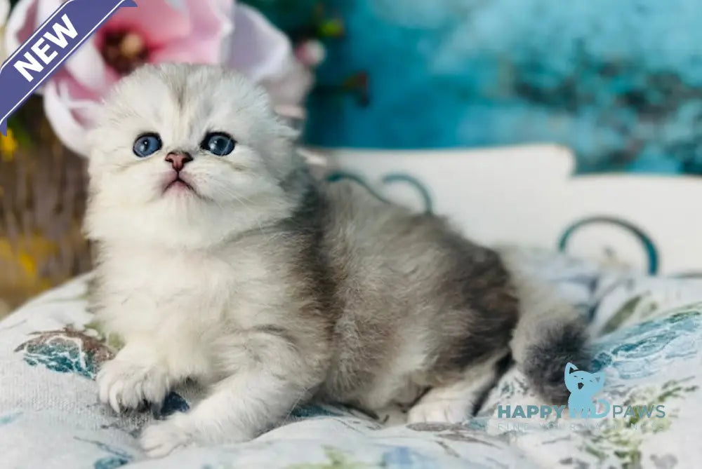 Leonardo Scottish Fold male black silver shaded live animals