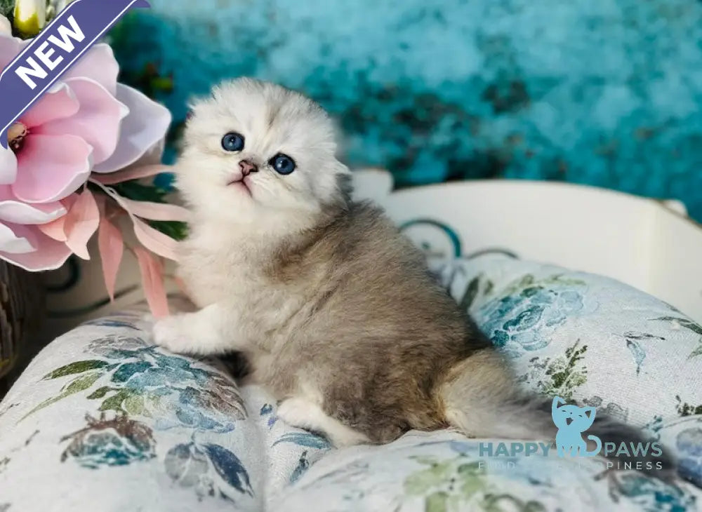 Leonardo Scottish Fold male black silver shaded live animals