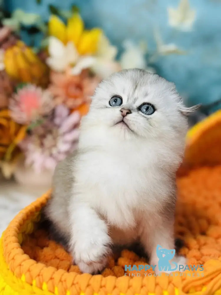 Leonardo Scottish Fold male black silver shaded live animals