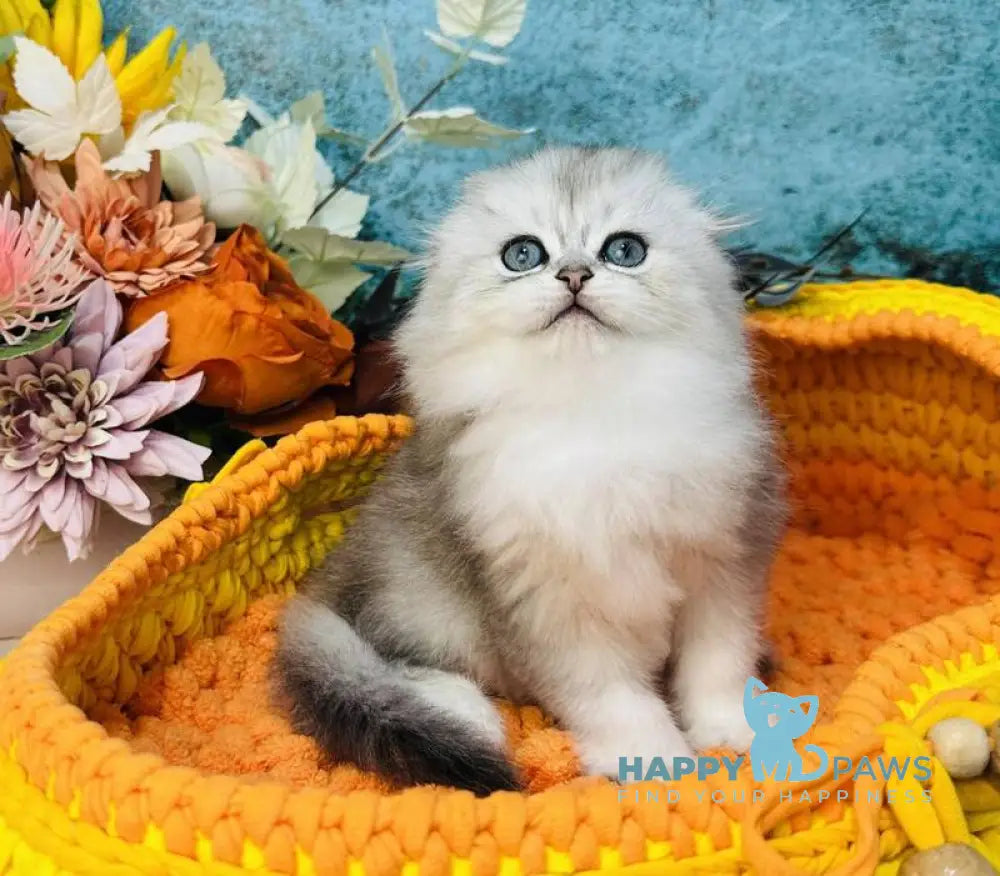 Leonardo Scottish Fold male black silver shaded live animals