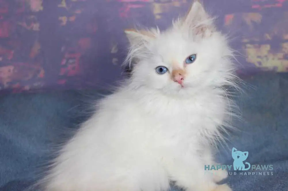 Leonardo Siberian male red tabby pointed live animals