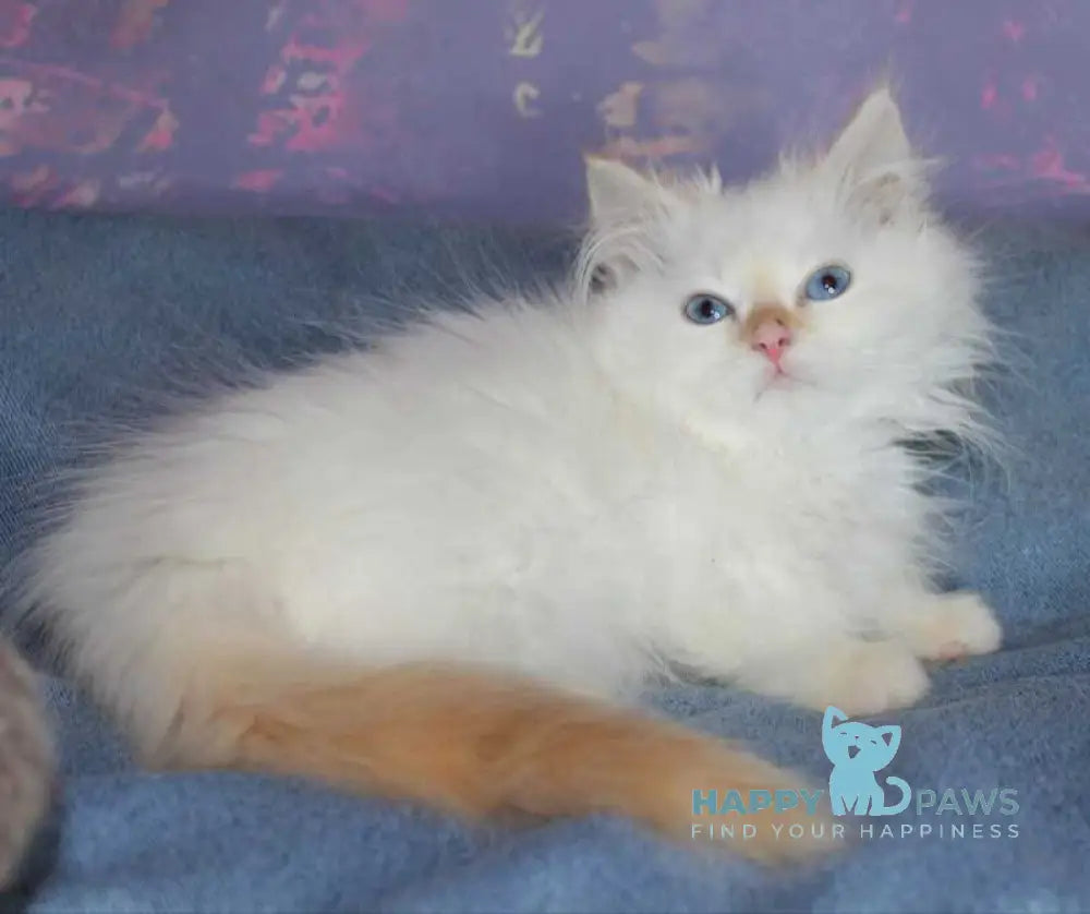 Leonardo Siberian male red tabby pointed live animals