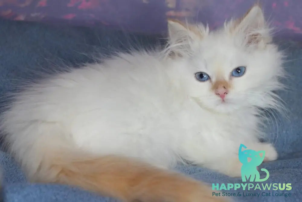 Leonardo Siberian male red tabby pointed live animals