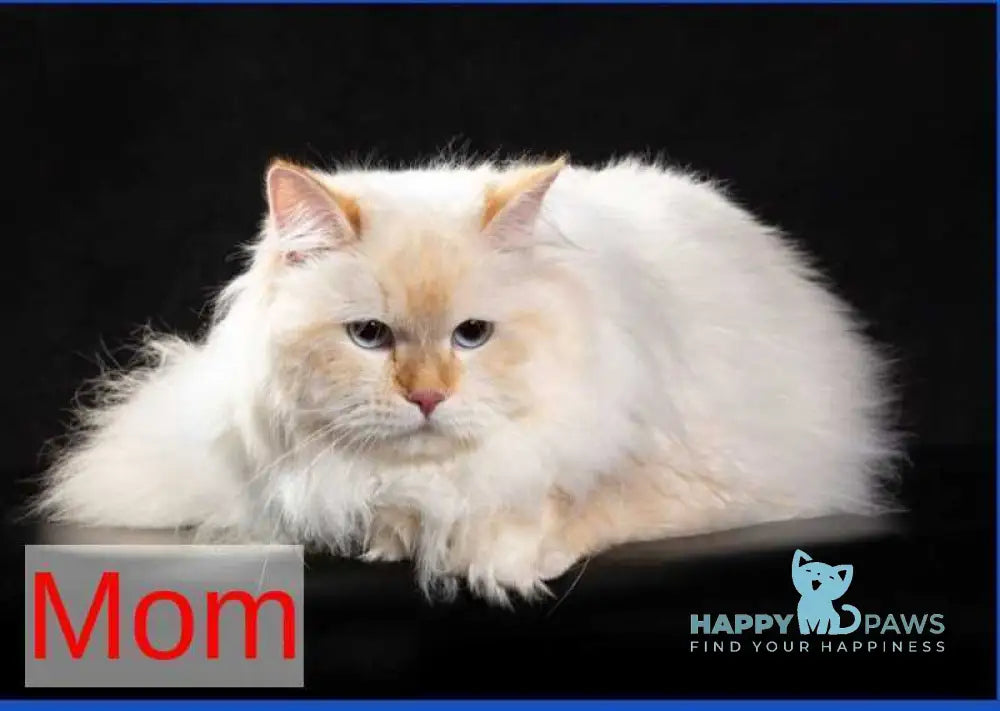 Leonardo Siberian male red tabby pointed live animals