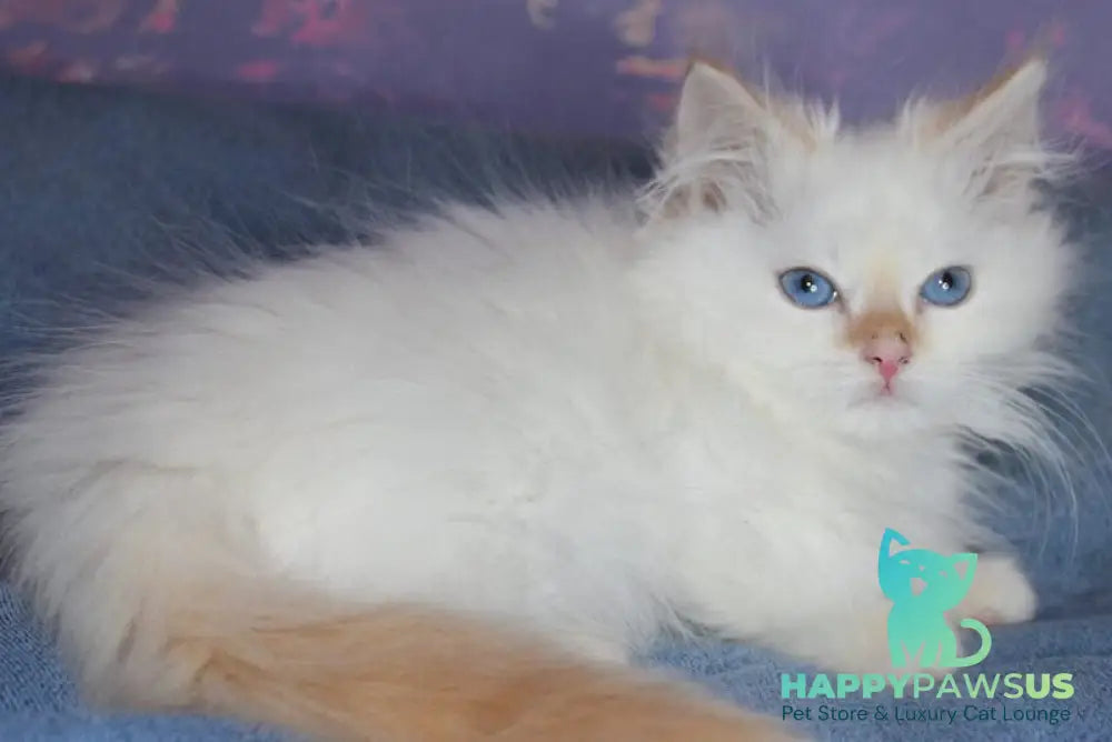 Leonardo Siberian male red tabby pointed live animals