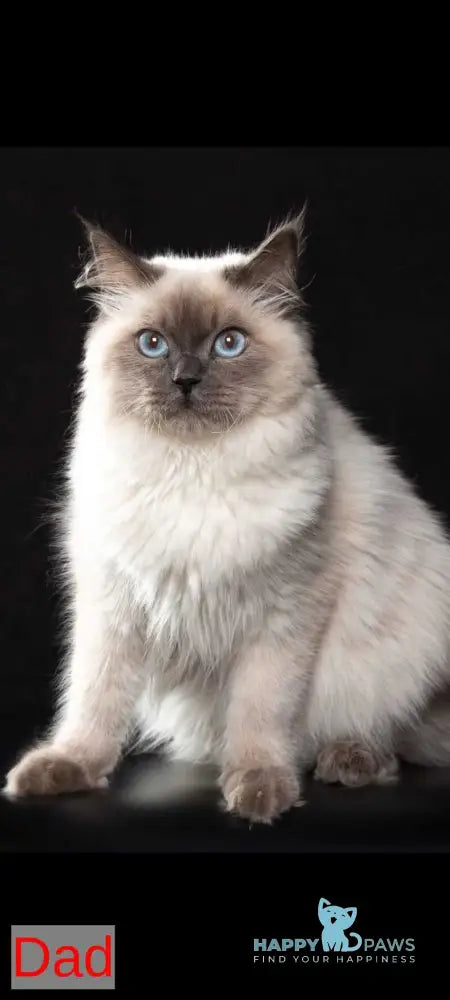 Leonardo Siberian male red tabby pointed live animals