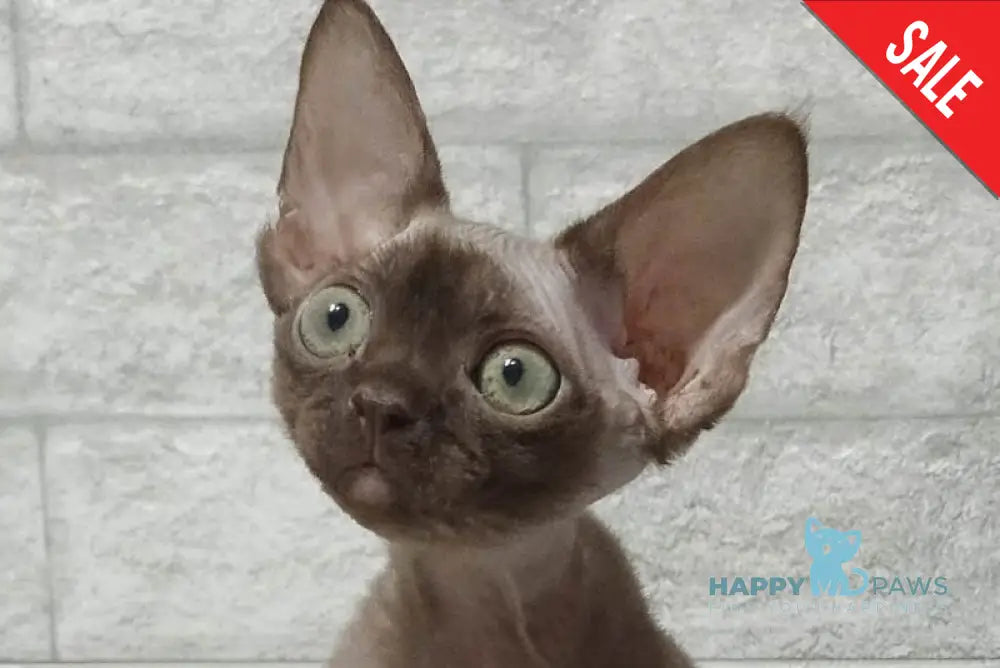 Leonel Devon Rex male chocolate live animals