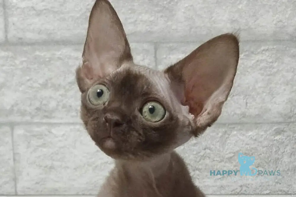 Leonel Devon Rex male chocolate live animals