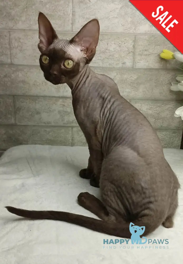 Leonel Devon Rex male chocolate live animals