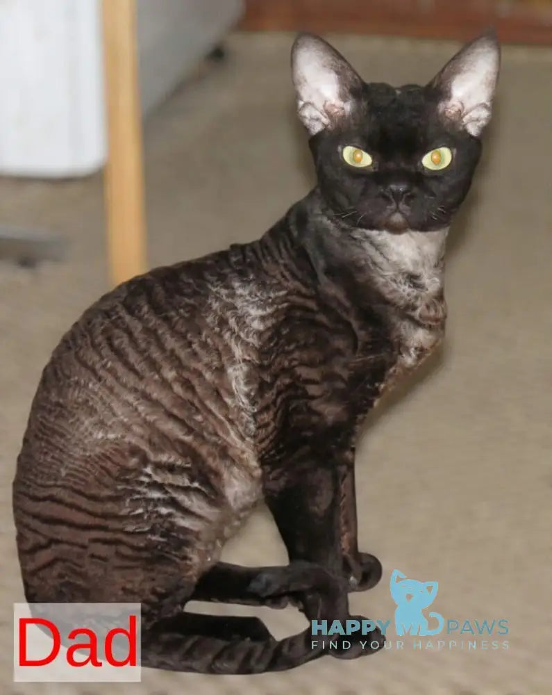 Leonel Devon Rex male chocolate live animals