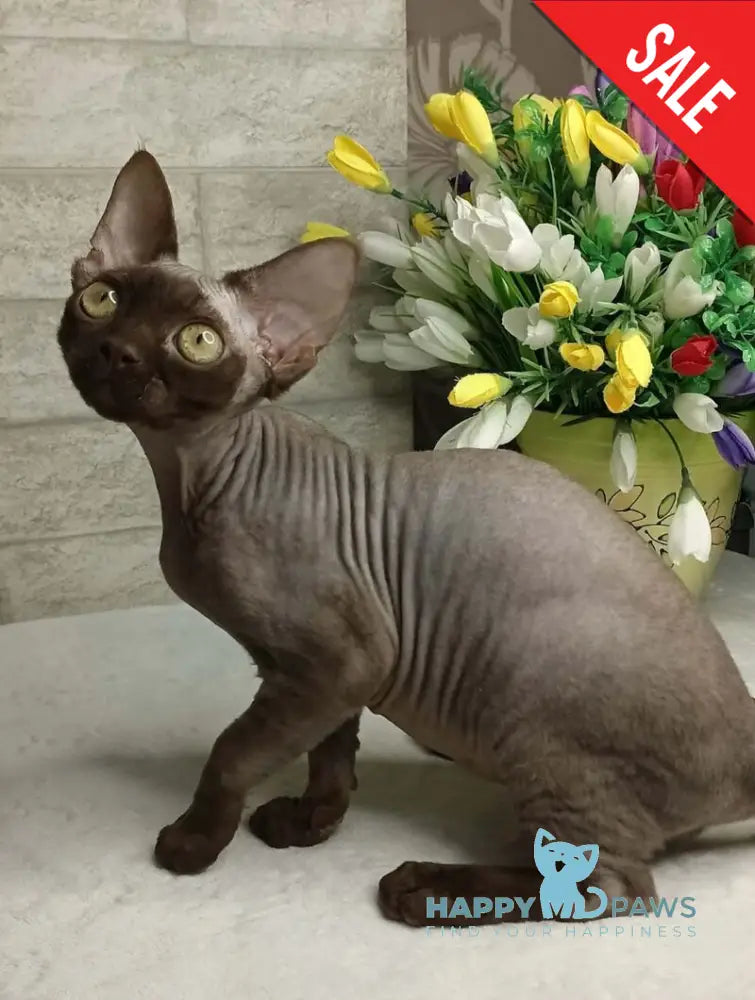Leonel Devon Rex male chocolate live animals