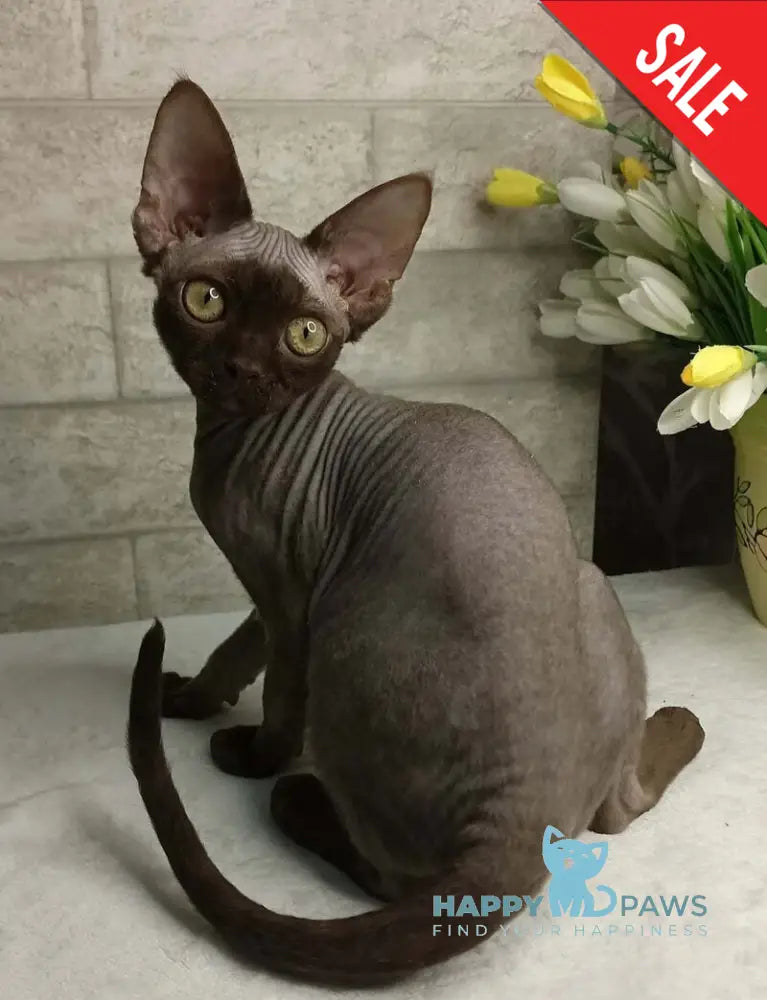 Leonel Devon Rex male chocolate live animals