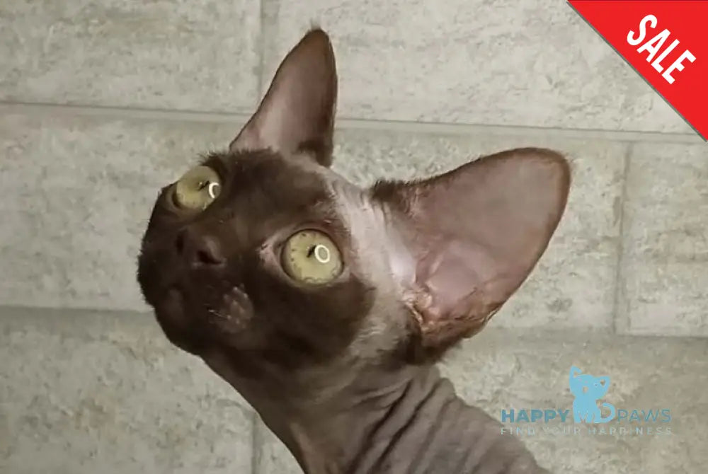 Leonel Devon Rex male chocolate live animals