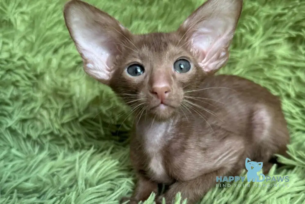 Leonid Oriental Shorthair male cinnamon - live animals