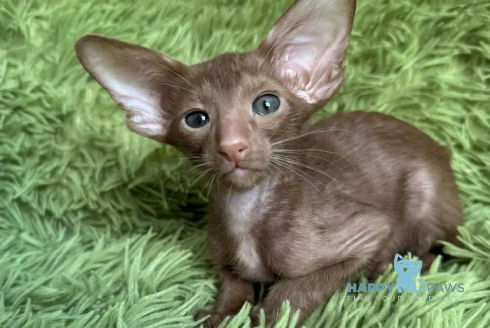 Leonid Oriental Shorthair male cinnamon - live animals