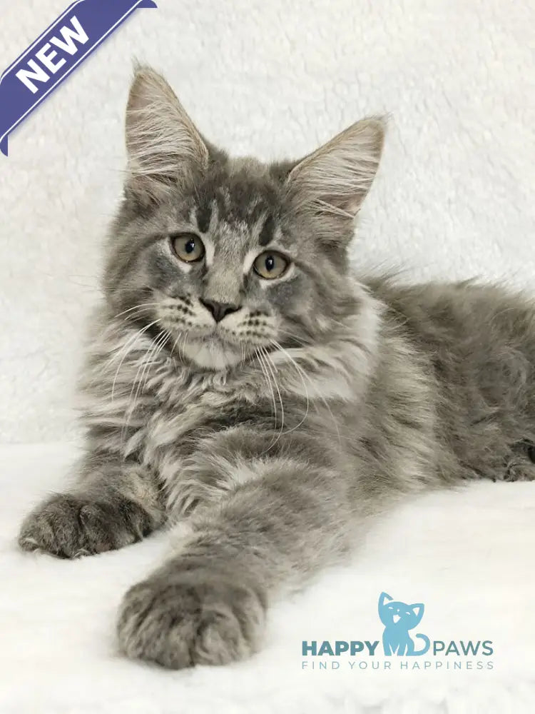 Leonis Maine Coon male blue tabby live animals