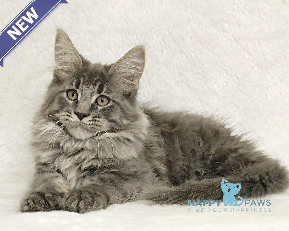 Leonis Maine Coon male blue tabby live animals