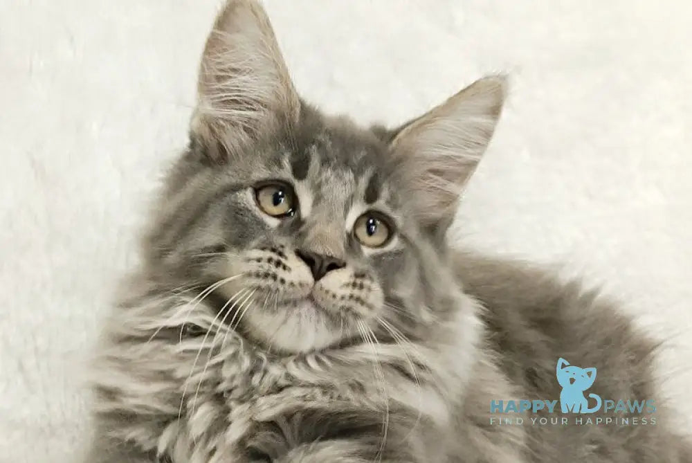 Leonis Maine Coon male blue tabby live animals