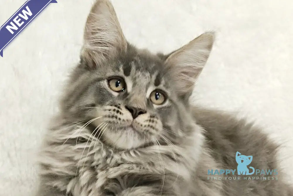 Leonis Maine Coon male blue tabby live animals