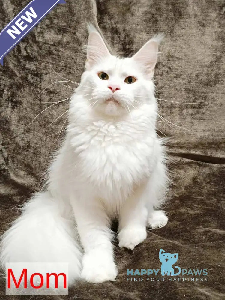 Leonis Maine Coon male blue tabby live animals