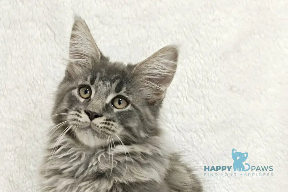 Leonis Maine Coon male blue tabby live animals