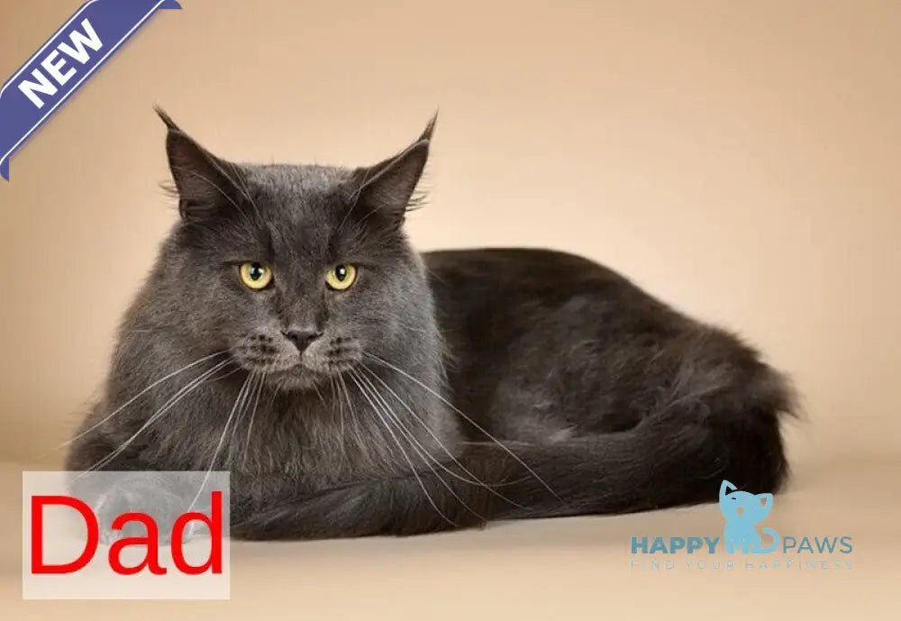 Leonis Maine Coon male blue tabby live animals