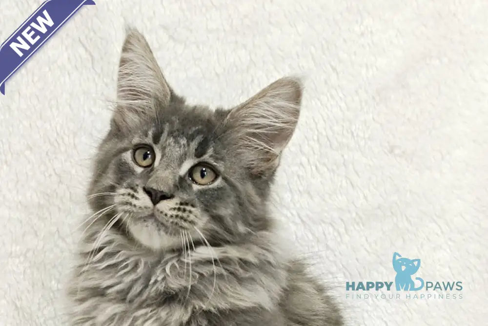 Leonis Maine Coon male blue tabby live animals