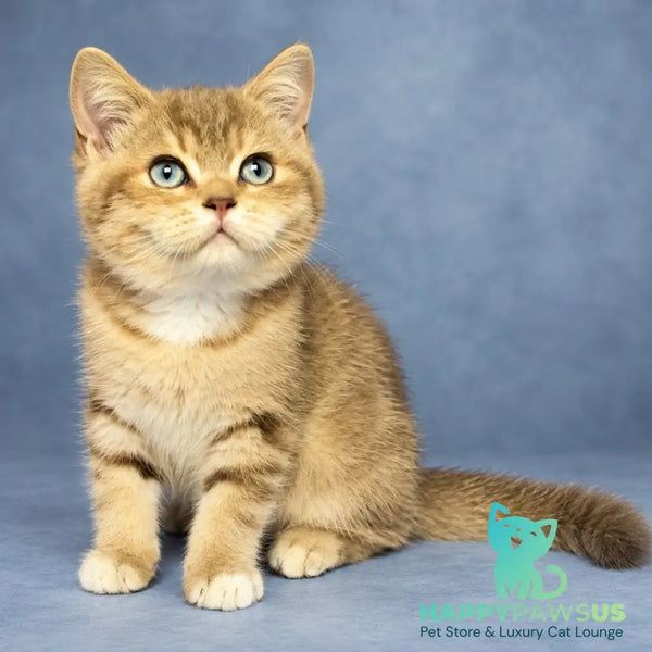 Leopold British Shorthair male chocolate golden tabby with white - live animals