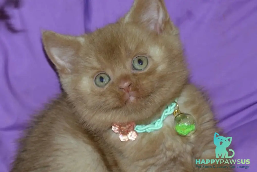 Leopold British Shorthair male cinnamon - live animals