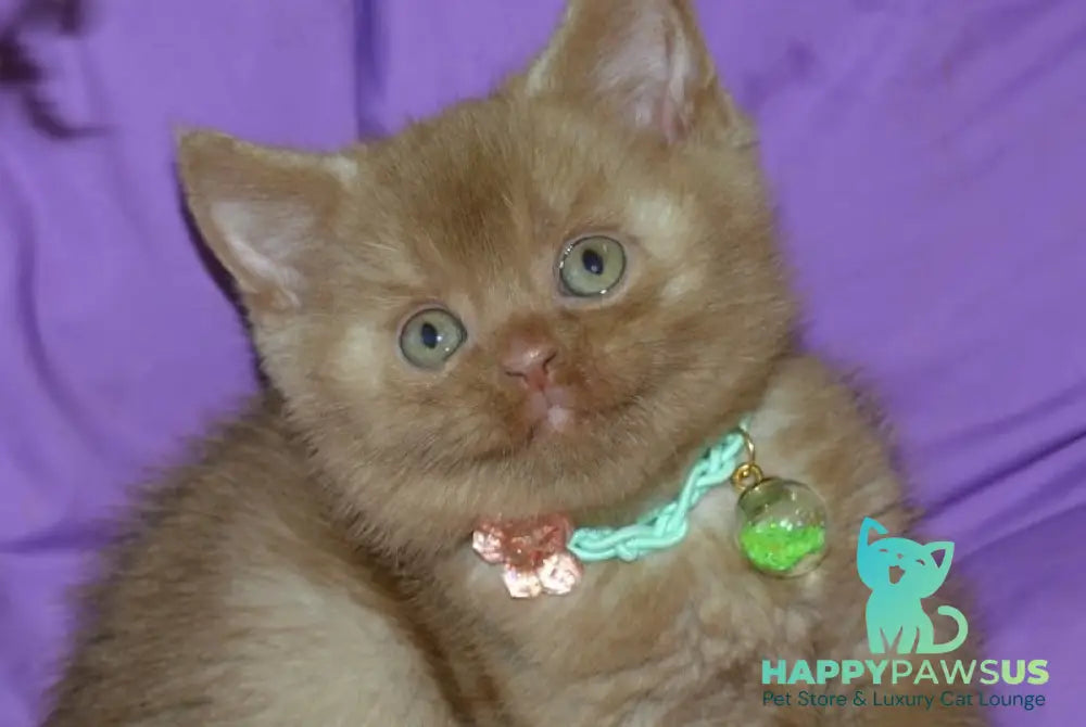 Leopold British Shorthair male cinnamon - live animals