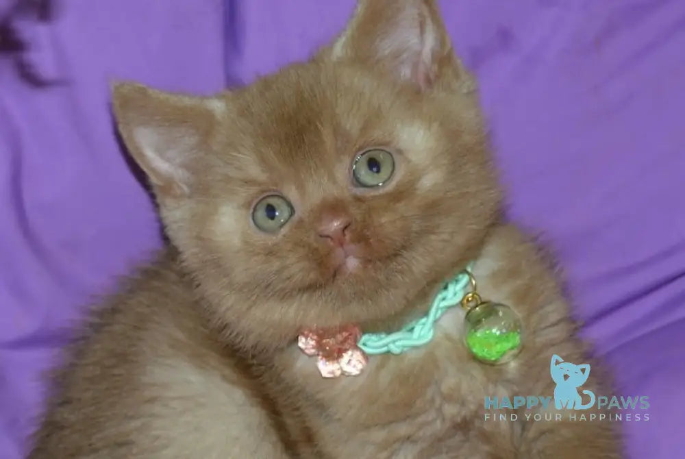 Leopold British Shorthair male cinnamon - live animals
